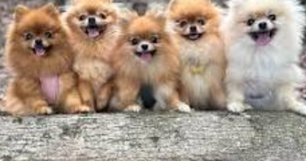 frederique pet sitter à St pierre Delages 31170_2