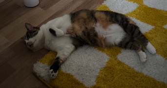 louis et jéromine  pet sitter à PARIS 10 75010_7