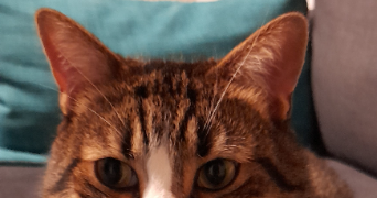 fanny pet sitter à LE LUC 83340_5