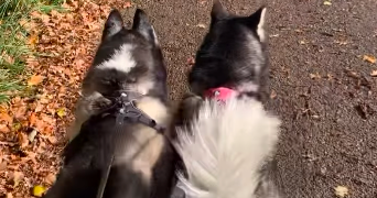 solene pet sitter à MINZIER 74270_6