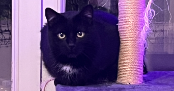 logan pet sitter à ROANNE 42300_6