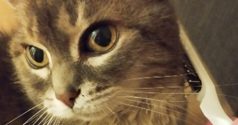 galyna  pet sitter à Montpellier 34060_5