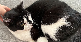 sarah pet sitter à LE CHESNAY ROCQUENCOURT 78150_6