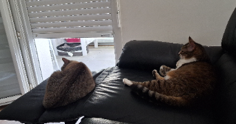stéphanie  cat sitter à ECOUFLANT 49000_3