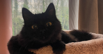 manon pet sitter à NANCY 54000_7