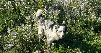 selma pet sitter à ST MARTIN D HERES 38400_3