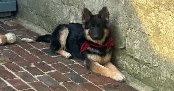 sasha pet sitter à LUMBRES 62380_3