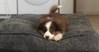 sara pet sitter à CLERMONT FERRAND 63000_3