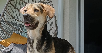 mélanie pet sitter à MERIGNAC 33700_1