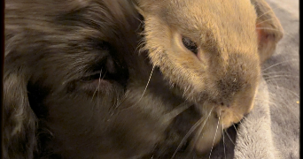 coralie pet sitter à DOUAI 59500_4