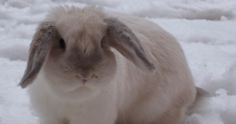 caroline pet sitter à TALUYERS 69440_1