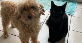 chloé pet sitter à DOMONT 95330_0