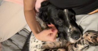 carla pet sitter à NICE 06000_4