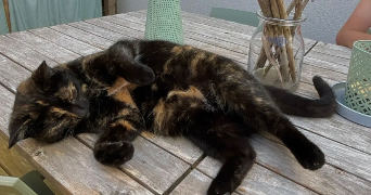 nora pet sitter à CHAVAGNE 35310_1
