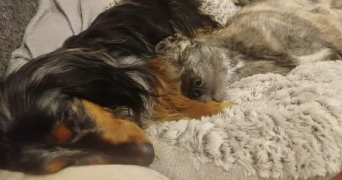 noemie pet sitter à L EGUILLE 17600_3