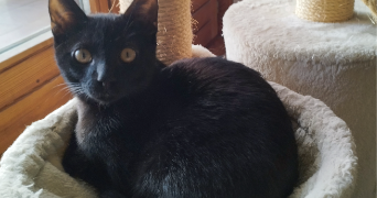 céline  pet sitter à LAMPERTHEIM 67450_8