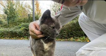 janèle cat sitter à VILLENEUVE D ASCQ 59650_2