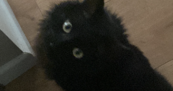 marie pet sitter à CARRIERES SUR SEINE 78420_9