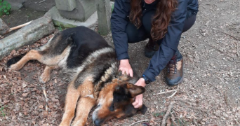 léa dog sitter à GRENOBLE 38000_3