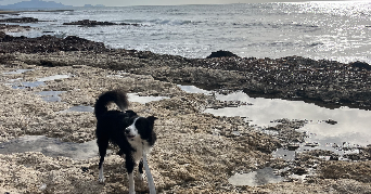 laura pet sitter à LE ROVE 13740_3