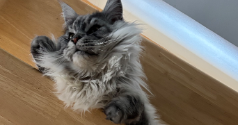 andréa pet sitter à PLOUISY 22200_4