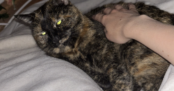 agathe cat sitter à STRASBOURG 67000_8