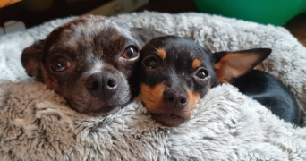 astrid pet sitter à BEAUVAIS 60000_4