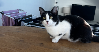 marion pet sitter à LORIENT 56100_4