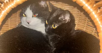sarra cat sitter à DOMENE 38420