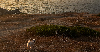louane pet sitter à EYGUIERES 13430_1