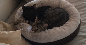 camille cat sitter à LYON 07 69007_4
