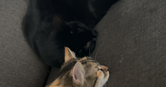 marie-claire pet sitter à CAMBRAI 59400_3