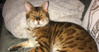 sabrina pet sitter à LATTES 34970_2