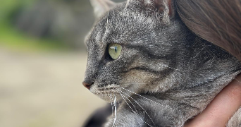 louise pet sitter à PANTIN 93500_1