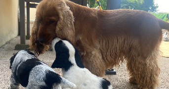 emma pet sitter à DIJON 21000_7