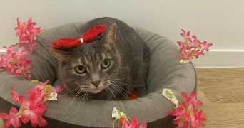 khadydia cat sitter à BOULOGNE BILLANCOURT 92100_7