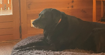 tessa pet sitter à PARIS 13 75013_3