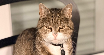 sarah pet sitter à HAUTS DE BIENNE 39400_5