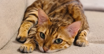 alicia pet sitter à MORSCHWILLER LE BAS 68790_1