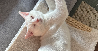 maëva pet sitter à Thiers  63300_5