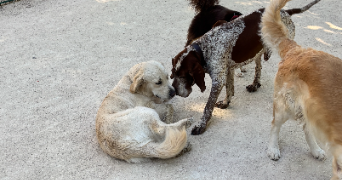 capucine dog sitter à PARIS 02 75002_6