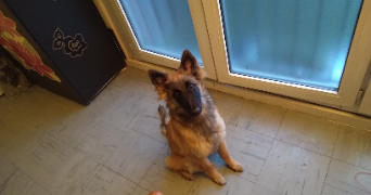 kevin  pet sitter à EPINAL 88000_9