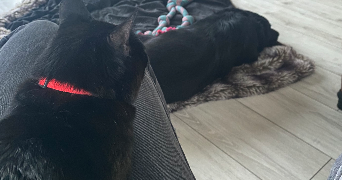 lise pet sitter à LAXOU 54520_5