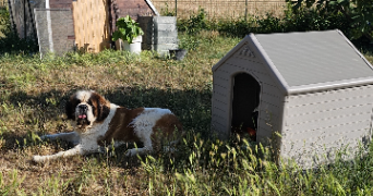 marie pet sitter à Chaingy 45380_9