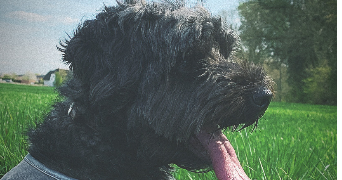 emilie pet sitter à COURRIERES 62710_1
