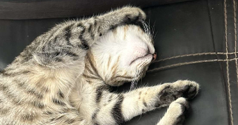 pauline pet sitter à Mont blanc 34290_4