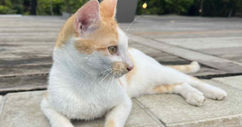 cecile pet sitter à PARIS 04 75004_3