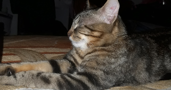 vanessa pet sitter à ST PRIEST 69800_4