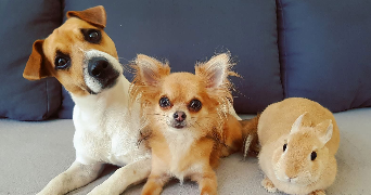 laura pet sitter à CHAMBOURCY 78240_2