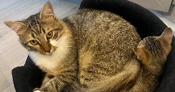 saharr pet sitter à VENISSIEUX 69200